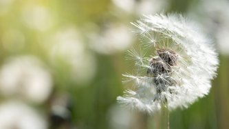 Polenin Faydaları Nelerdir? Polen Ne İşe Yarar?