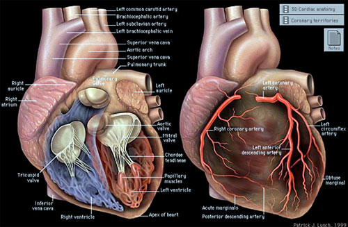 Korener Kalp Hastalıkları