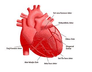 Kalp Hızı Ve Kalp Ritmi Bozuklukları