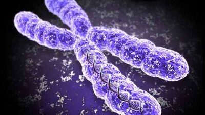 Genetik – Kromozomlar